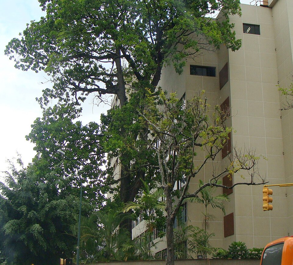 Árbol de caracolí con copa amplia en zona urbana
