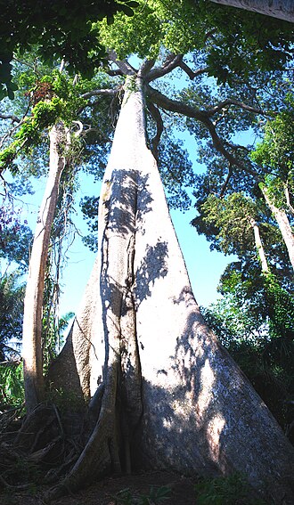 Ceiba de gran porte con contrafuertes en un parque urbano
