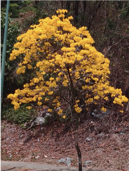 Árbol de guayacán amarillo en floración en una avenida