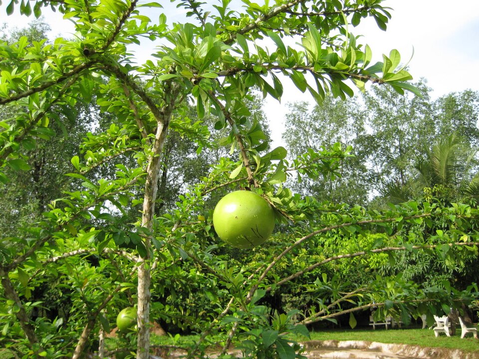 Árbol de totumo con frutos esféricos verdes