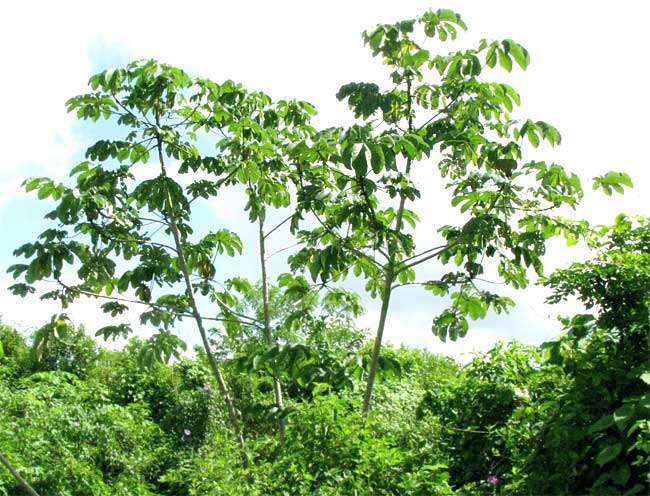 Yarumo con hojas palmeadas plateadas en borde de quebrada urbana