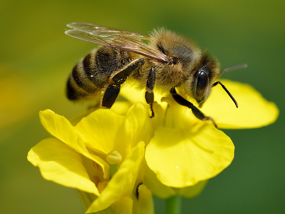 Abeja melífera recolectando néctar en flor urbana