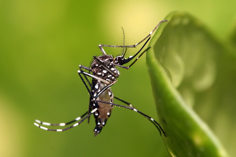 Mosquito Aedes con patas rayadas posado en piel humana