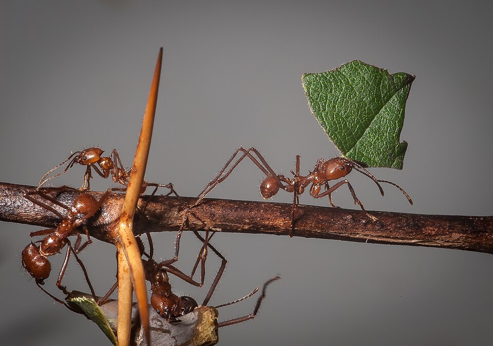 Hormigas arrieras transportando hojas por un sendero urbano