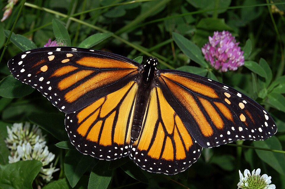 Mariposa monarca naranja y negra posada en flor